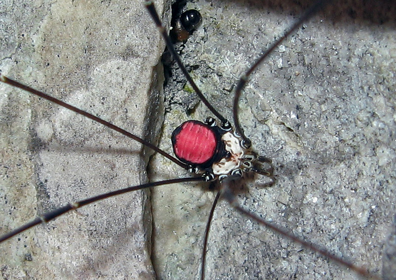 Leiobunum roseum: Dolomiti Bellunesi